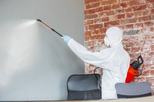 Professional Mold Removal in Dora, AL